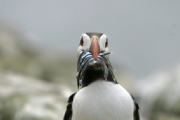 Farne Islands